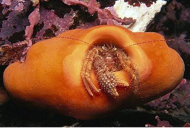 宫崎英高承诺：《艾尔登法环》会有更多内容